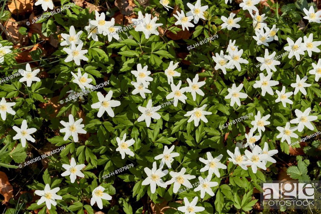 Wood Anemone Windflower Anemone Nemorosa Flowering Plants Seen From Above Stock Photo Picture And Rights Managed Image Pic Ssj H 81079679 Agefotostock