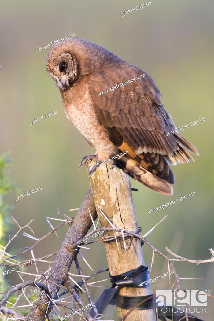 Stock Photo: Marsh Owl (Asio capensis tingitanus), adult perched on a post in Morocco.
