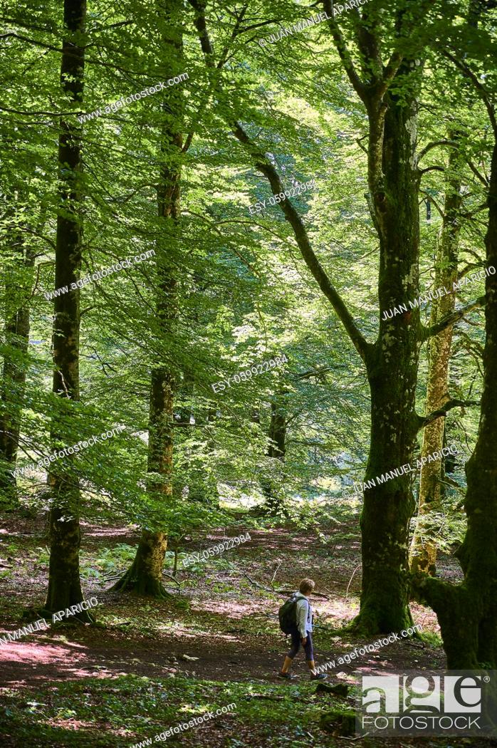 Stock Photo: Woman walking between Common Beech (Fagus sylvatica) tree in a woodland in summer.
