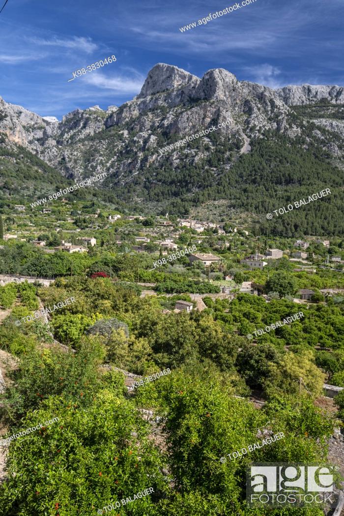 Stock Photo: Biniaraix, orchards with the mountains in the background, Soller valley route, Mallorca, Balearic Islands, Spain.