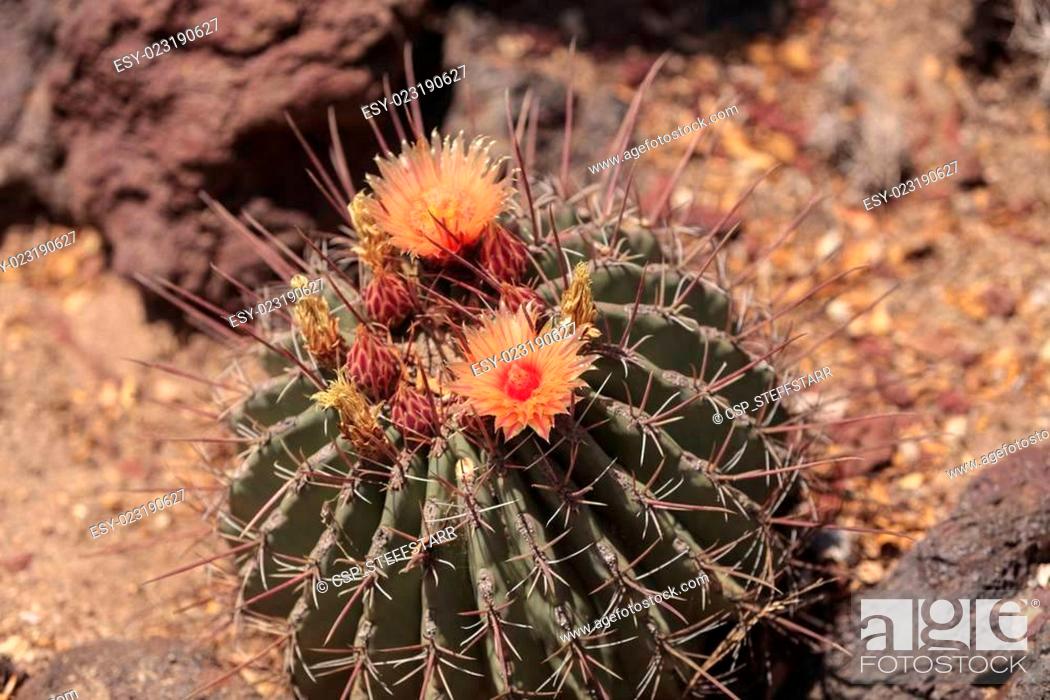 Imagen: Ferocactus rectispinus cactus.