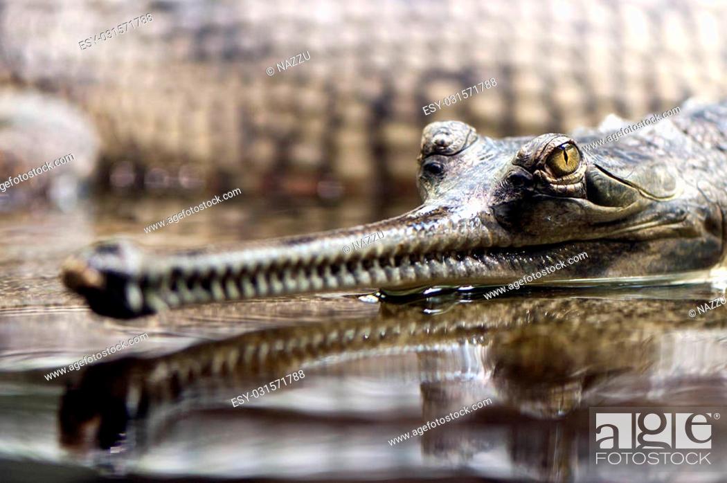 Stock Photo: A closeup of the head of a gharial (also known as the gavial, and the fish-eating crocodile).