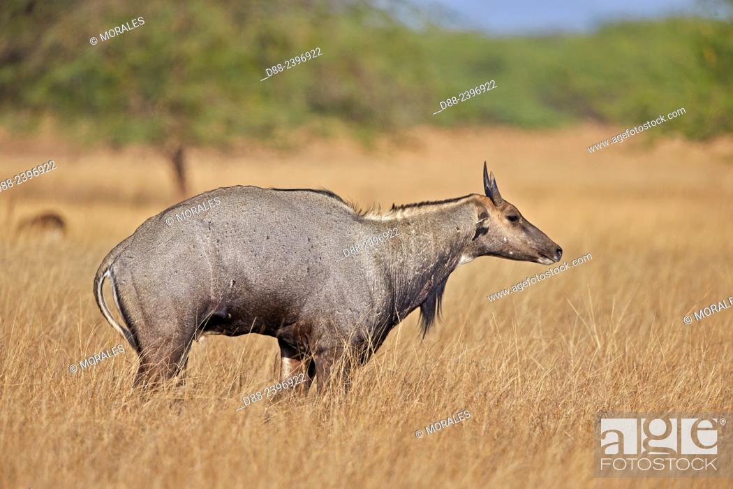 India, Gujarat, Blackbuck national park, Nilgai or Indian Bull or Blue  Antelope (Boselaphus..., Stock Photo, Picture And Rights Managed Image.  Pic. D88-2396922 | agefotostock