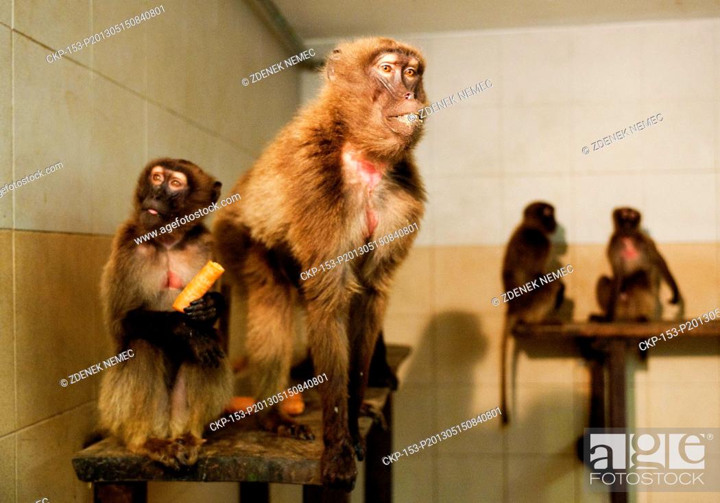 Stock Photo: Zoo in Zlin has four new female and two new male gelada baboon from Stuttgart. Geladas are seen in Zlin, Czech Republic, May 15, 2013.