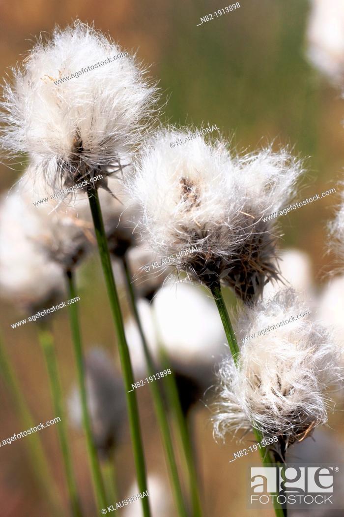 Photo de stock: Flowering Hare's-tail Cottongrass, Tussock Cottongrass or Sheathed Cottonsedge Eriophorum vaginatum in spring - Bavaria/Germany.