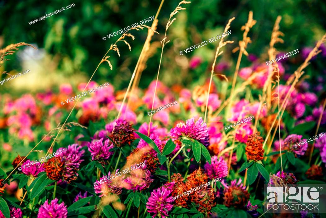 Stock Photo: Meadow of Pink Clover Flowers on a Sunny Day. Selective Focus.