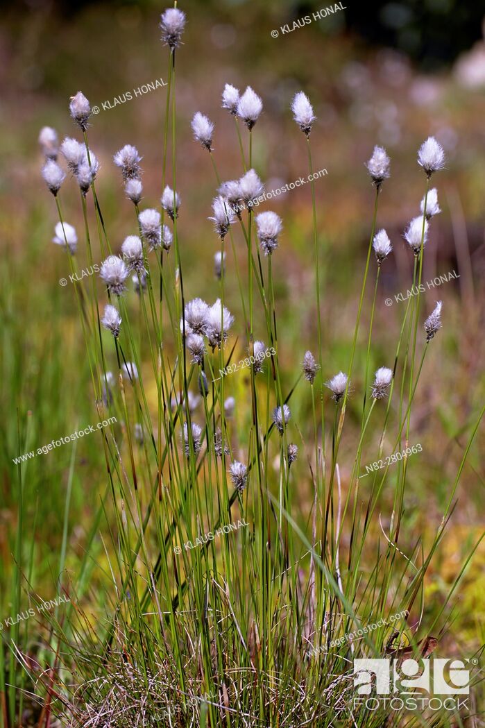Stock Photo: Hare's-tail Cottongrass, Tussock Cottongrass or Sheathed Cottonsedge (Eriophorum vaginatum) flowering in moory landscape - Bavaria/Germany.