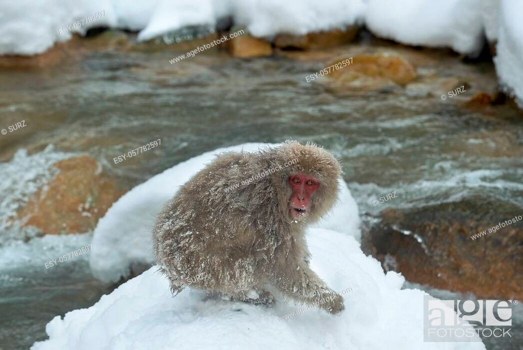 Stock Photo: Japanese macaque near natural hot spring. The Japanese macaque ( Scientific name: Macaca fuscata), also known as the snow monkey. Natural Habitat.