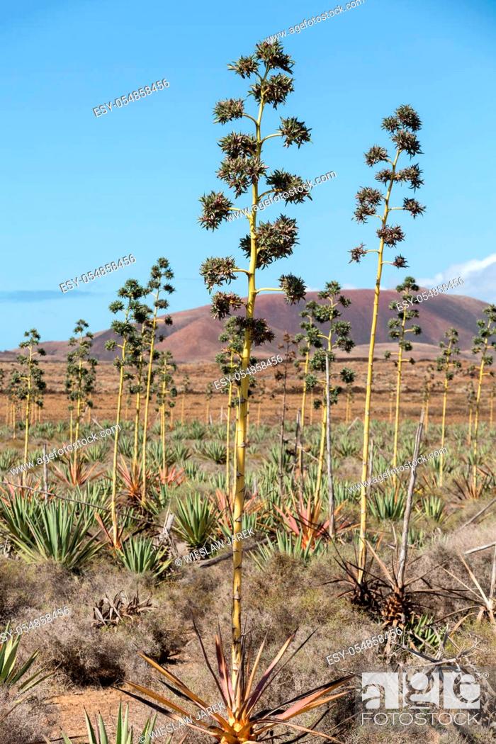Plantation of medicinal aloe plant on Fuerteventura. Canary Islands, Imagen Low Budget Royalty Free Pic. ESY-054858456 | agefotostock