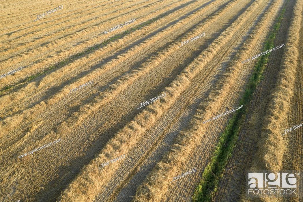 Imagen: Aerial view of a field prepared for hay harvesting for winter use.