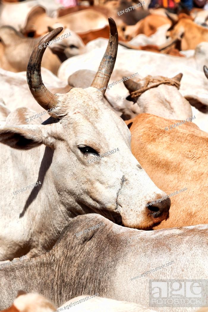 Stock Photo: in  ethiopia africa  lots of bulls in the animal market like background.