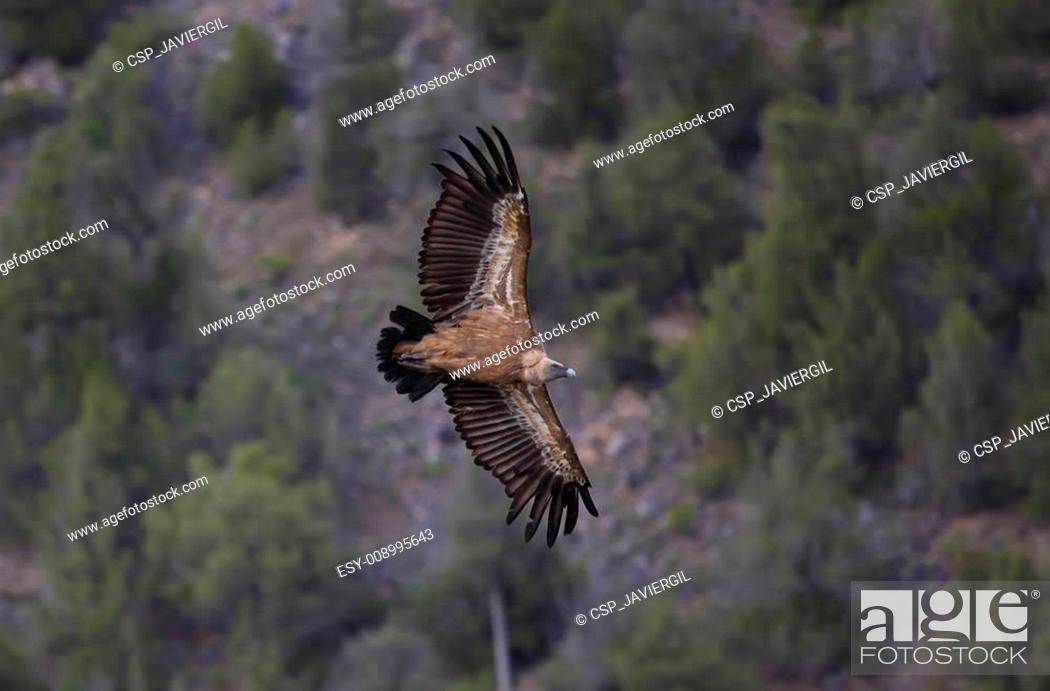 Stock Photo: Vulture, Hoces del Duraton, Segovia, Spain.