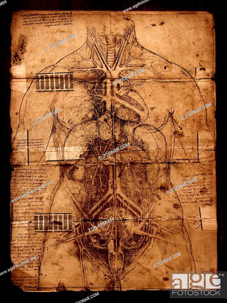 Photo of the Vitruvian Man by Leonardo Da Vinci from 1492 on textured  background, Stock Photo, Picture And Rights Managed Image. Pic. ZON-4980484  | agefotostock