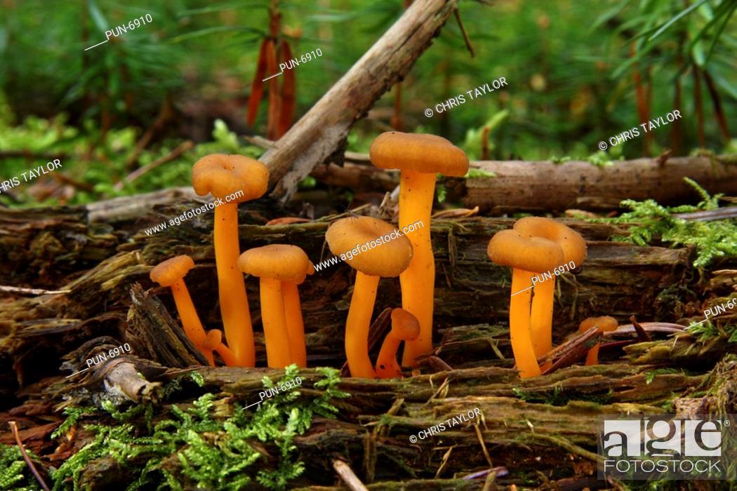 Stock Photo: Group of small orange fungi growing on rotten wood in a pine forest.