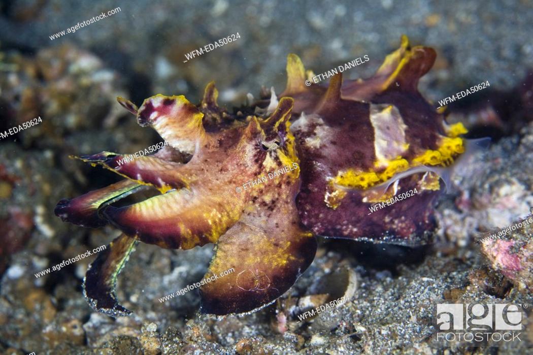 Stock Photo: Venomous Flamboyant Cuttlefish, Metasepia pfefferi, Sulawesi, Lembeh Strait, Indonesia.