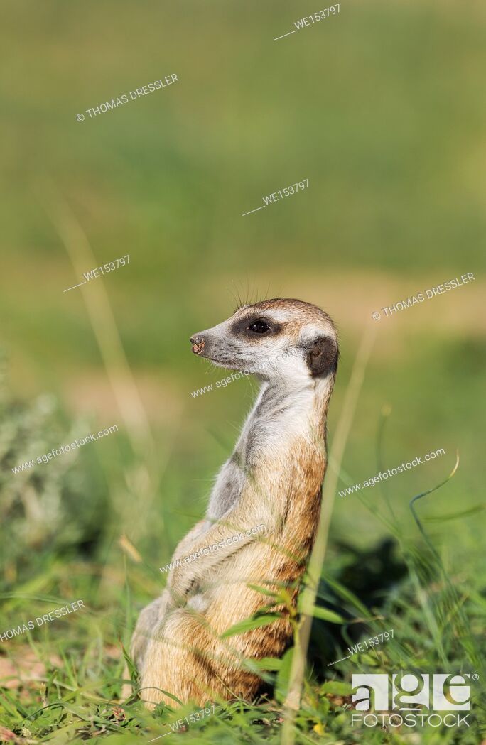 Stock Photo: Suricate (Suricata suricatta). Also called Meerkat. Guard on the lookout. During the rainy season in green surroundings. Kalahari Desert.