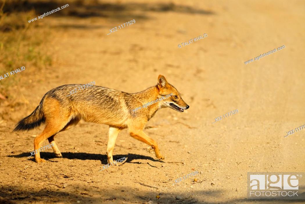 Jackal, Stock Photo, Picture And Rights Managed Image. Pic. X2Z-1177529 |  agefotostock