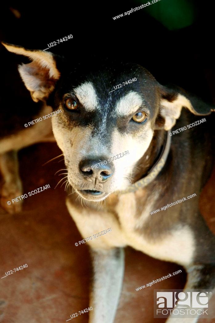 Assagao Goa, India, recovering dog at the International Animal Rescue  kennel, Stock Photo, Picture And Rights Managed Image. Pic. U22-744240 |  agefotostock