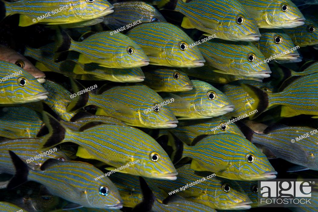 Stock Photo: Schooling fish.