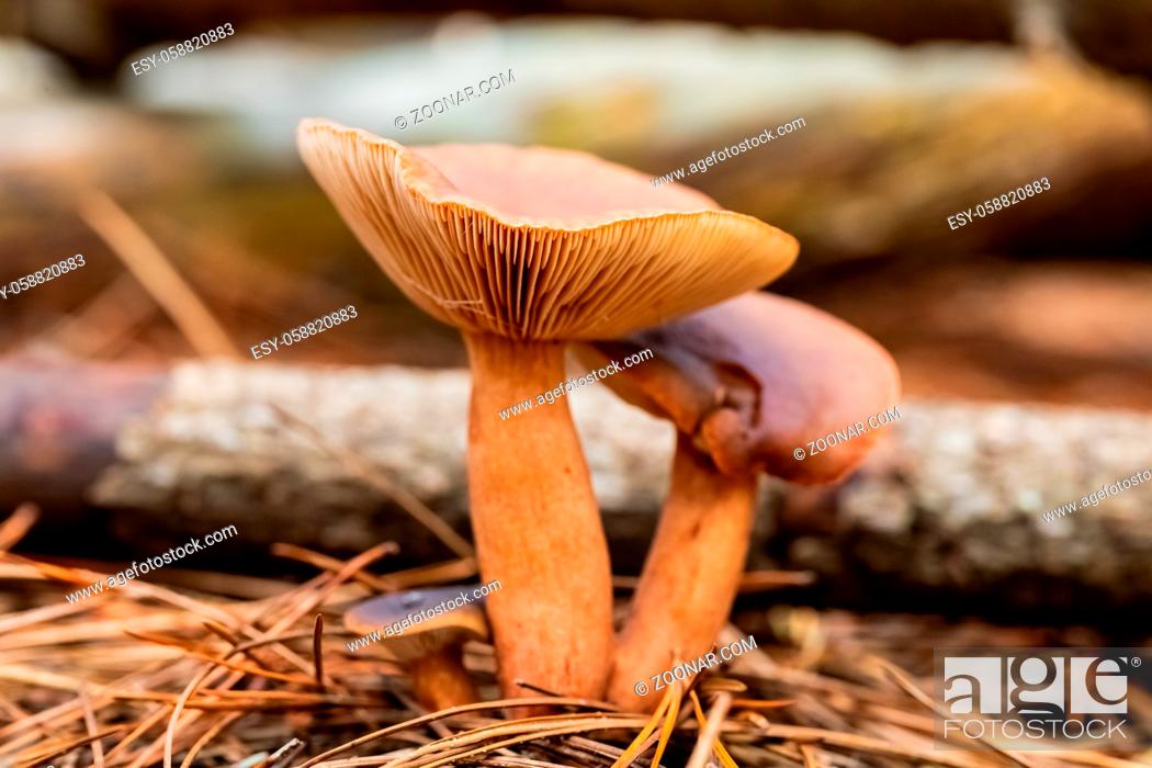 Stock Photo: Close-up Mushrooms in a Pine Forest Plantation in Tokai Forest Cape Town, South Africa.