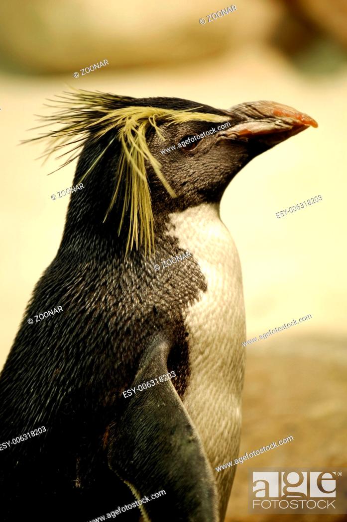 Fairy Penguins, Stock Photo, Picture And Low Budget Royalty Free Image.  Pic. ESY-006318203 | agefotostock