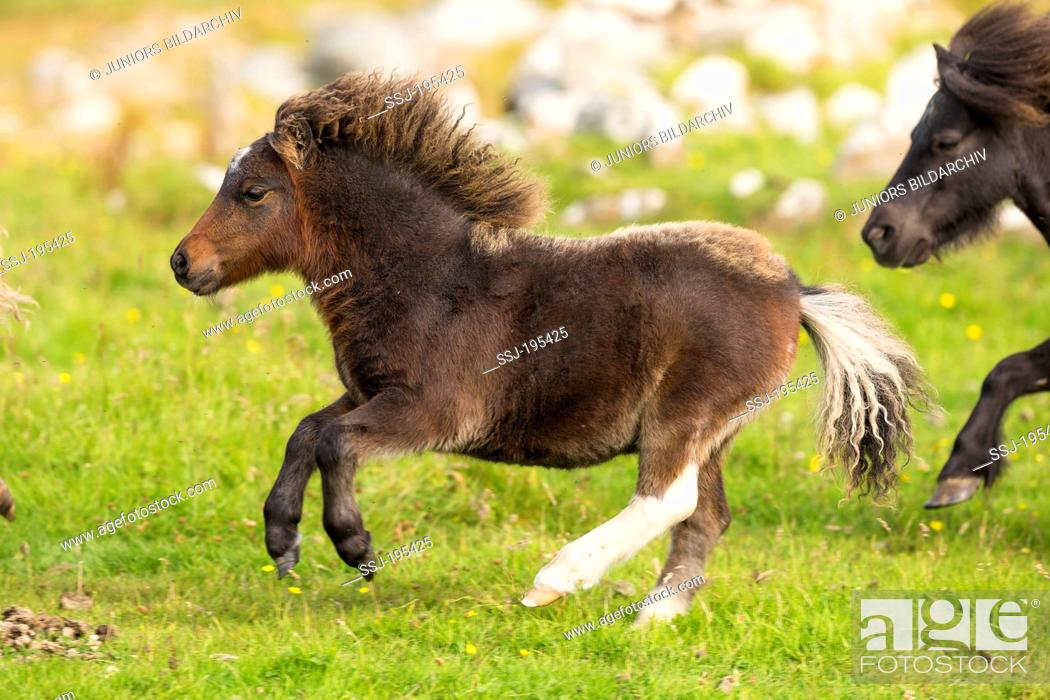 Photo de stock: Miniature Shetland Pony Mare and foals galloping on a meadow Shetlands, Unst.