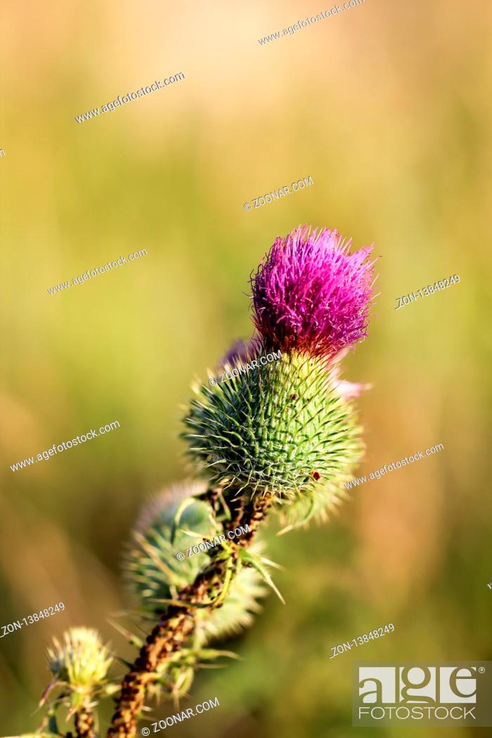 Stock Photo: Backgrounds, Outdoors, Nature, Close-Up, Art, Green, Blue, Summer, Landscape, Plant, Fresh, Light, Flower, Colorful, Decoration, Season, Leaf, Brown, Wallpaper, Life, Detail, Garden, Country, Card, Macro, Field, Blossom, Flora, Greeting, Top