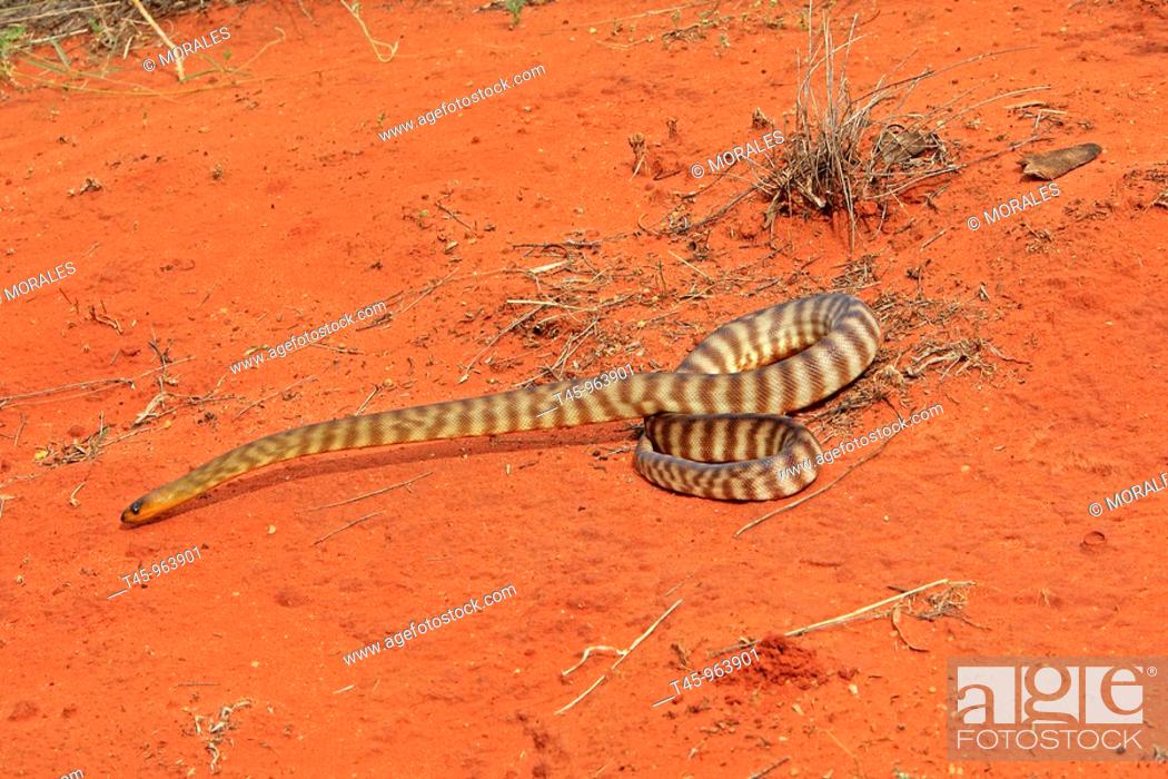 Woma python (Aspidites ramsayi), Uluru-Kata Tjuta National Park, Northern  Territory, Australia, Stock Photo, Picture And Rights Managed Image. Pic.  T45-963901 | agefotostock