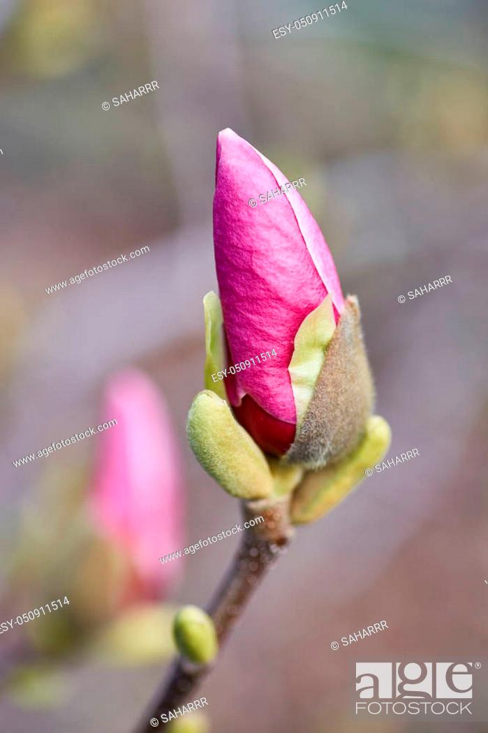Stock Photo: decoration of few magnolia flowers. pink magnolia flower. Magnolia. Magnolia flower.