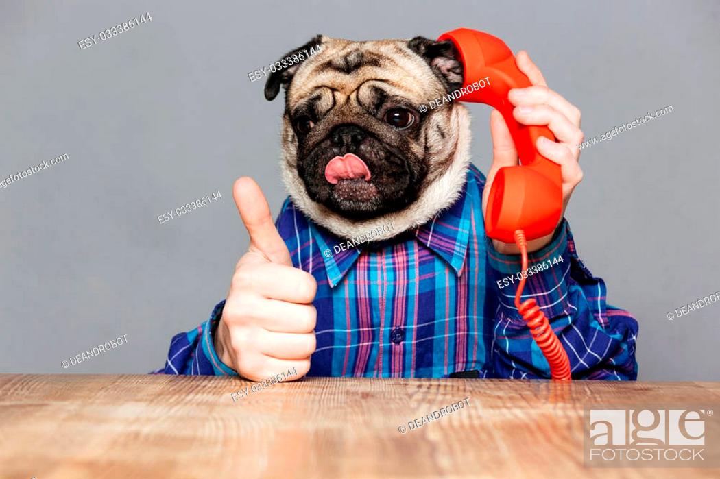 Funny pug dog with man hands in checkered shirt talking on telephone and  showing thumbs up over grey..., Stock Photo, Picture And Low Budget Royalty  Free Image. Pic. ESY-033386144 | agefotostock