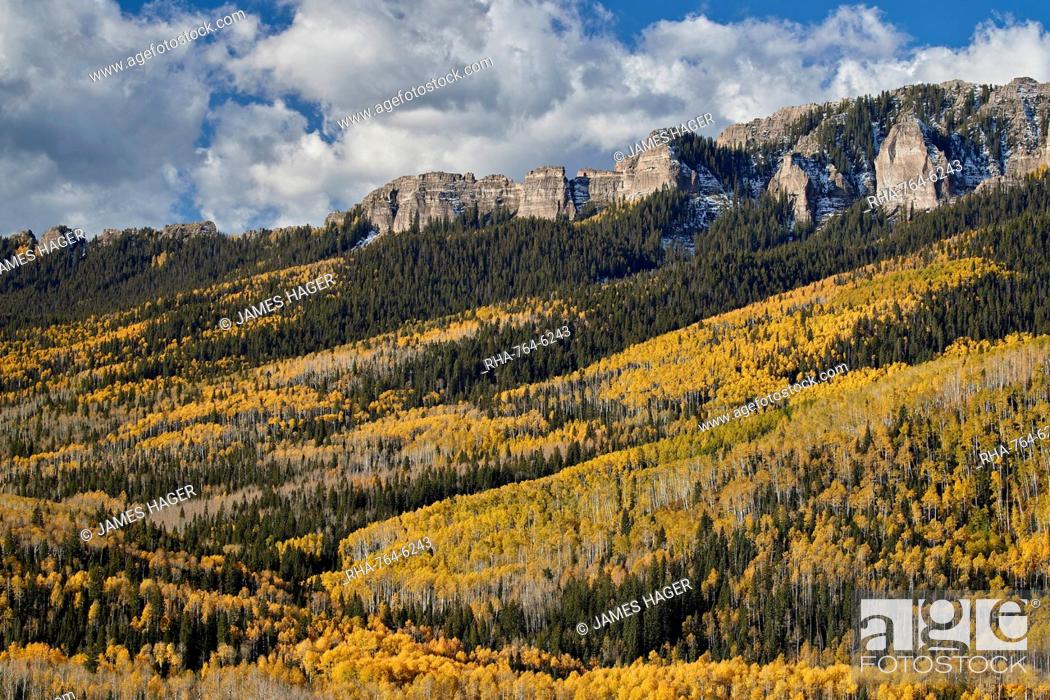 Stock Photo: Yellow aspens in the fall, Uncompahgre National Forest, Colorado, United States of America, North America.