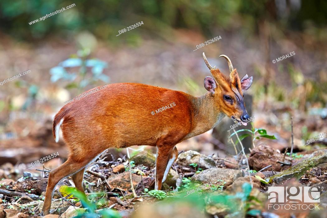 Imagen: Asia, India, Tamil Nadu, Anaimalai Mountain Range Nilgiri hills, Indian muntjac Muntiacus muntjak, or Red muntjac, Common muntjac or Barking deer, adult male.