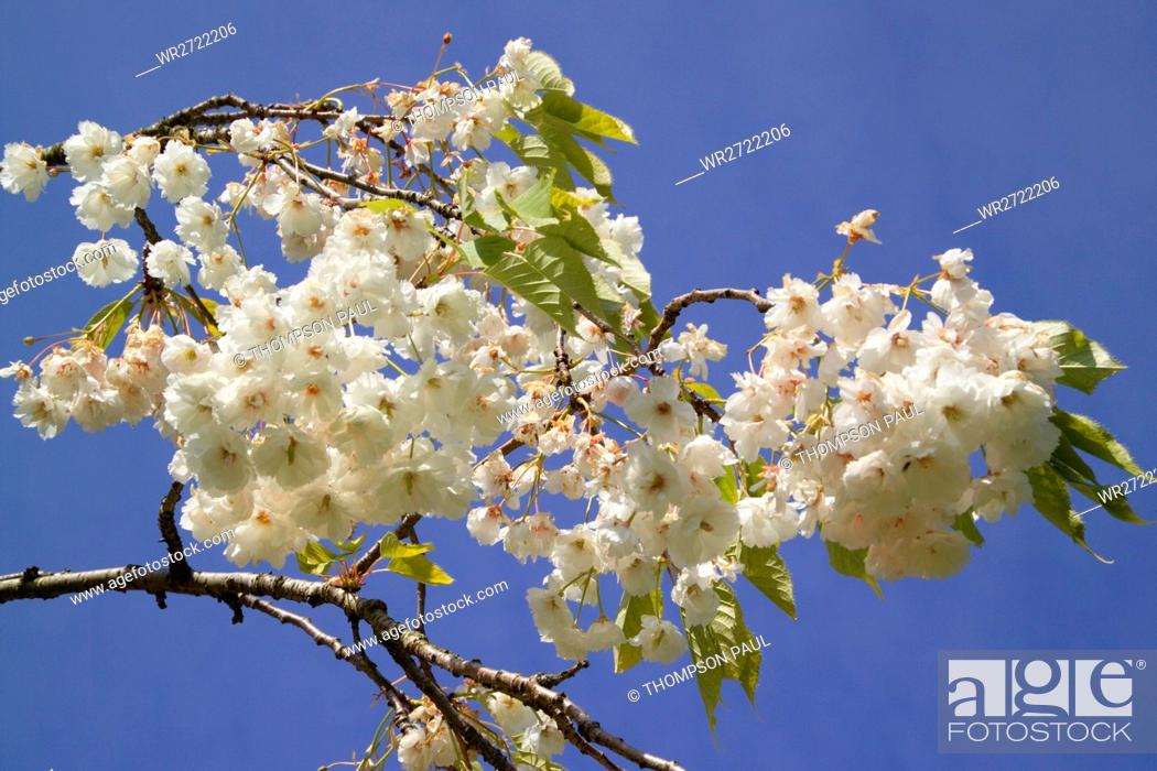 Stock Photo: 90900203, Blossom, white, tree, trees, blue, sky,.