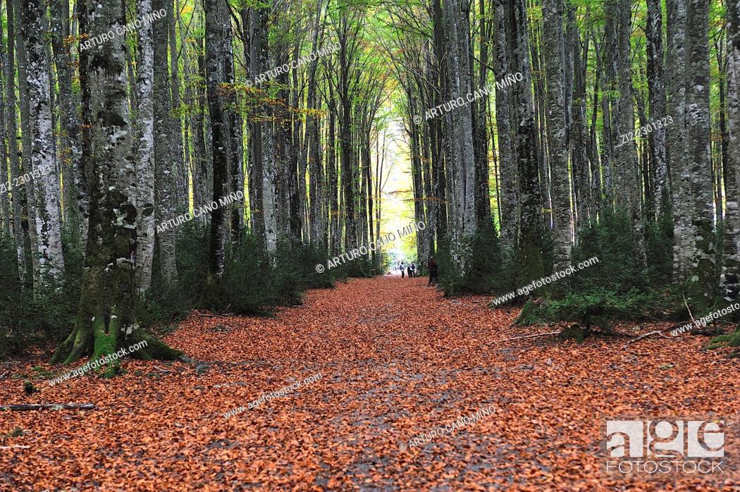 Stock Photo: Mata de Haya is a forest in the Valley of Belagua. Isaba, Navarre, Spain.