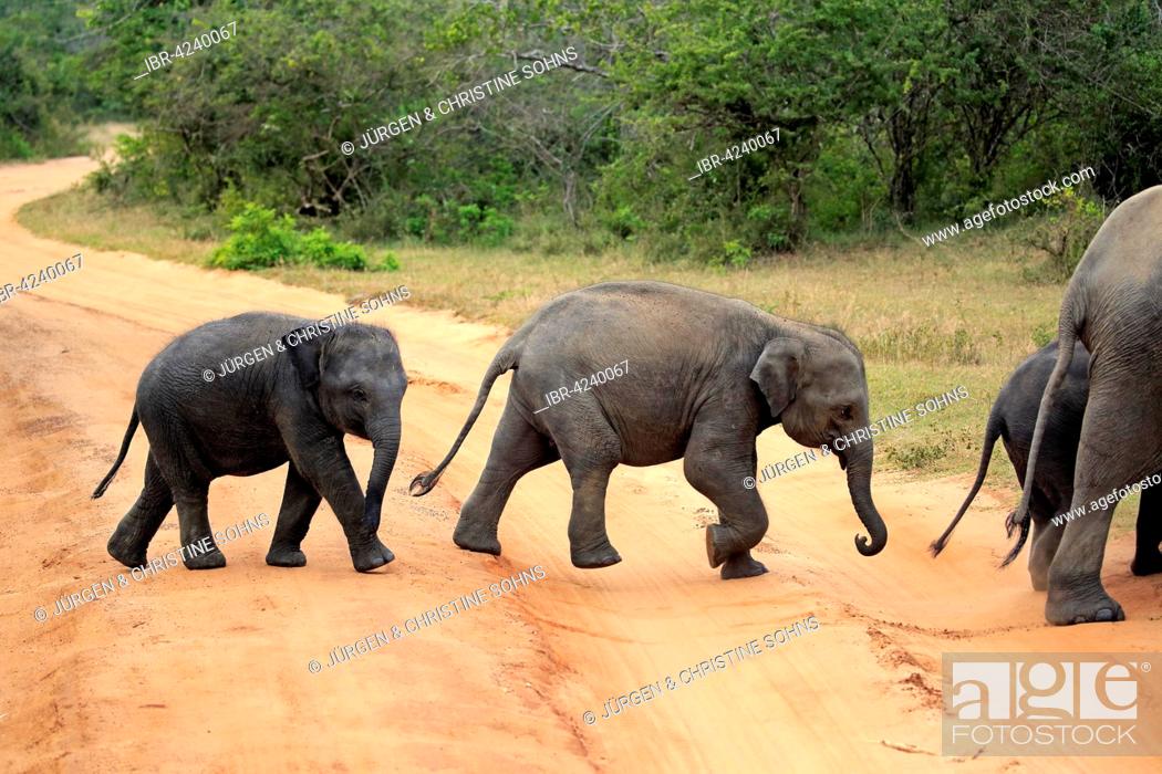 Stock Photo: Sri Lankan elephant (Elephas maximus maximus) calves crossing road, Yala National Park, Sri Lanka.