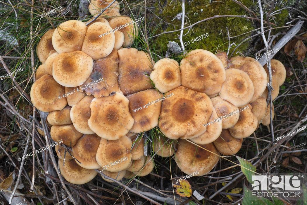Stock Photo: Fungi are growing on the stump of a spruce tree in a forest, seen from above. Västernorrland, Sweden, Europe.