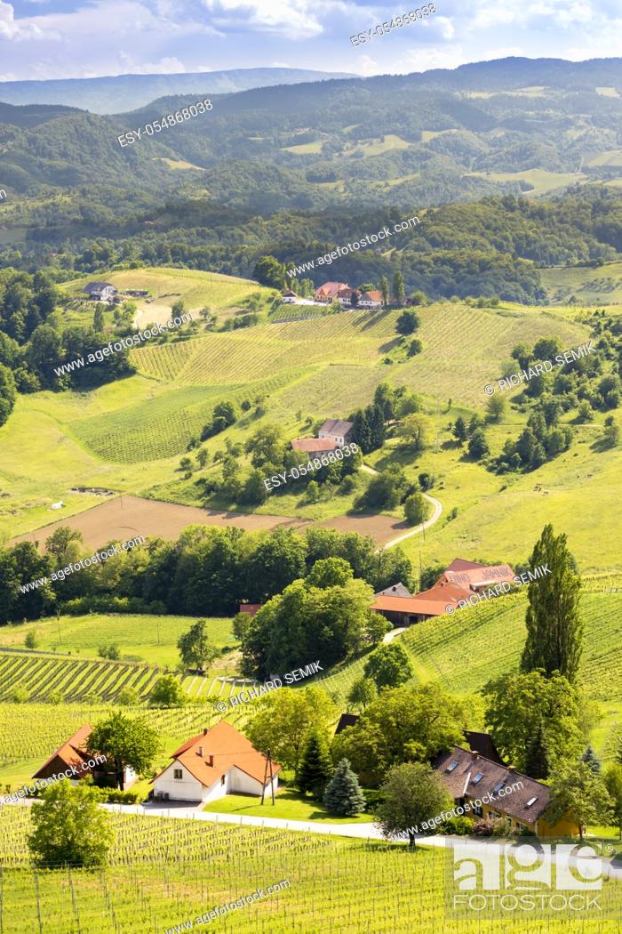 Stock Photo: vineyard at the Austrian Slovenian border in Styria.