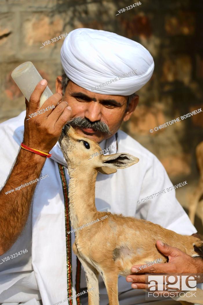 India, Rajasthan, Jodhpur region, Bishnoi devotee feeding a baby Chinkara  (Indian gazelle), Stock Photo, Picture And Rights Managed Image. Pic.  V58-3234766 | agefotostock