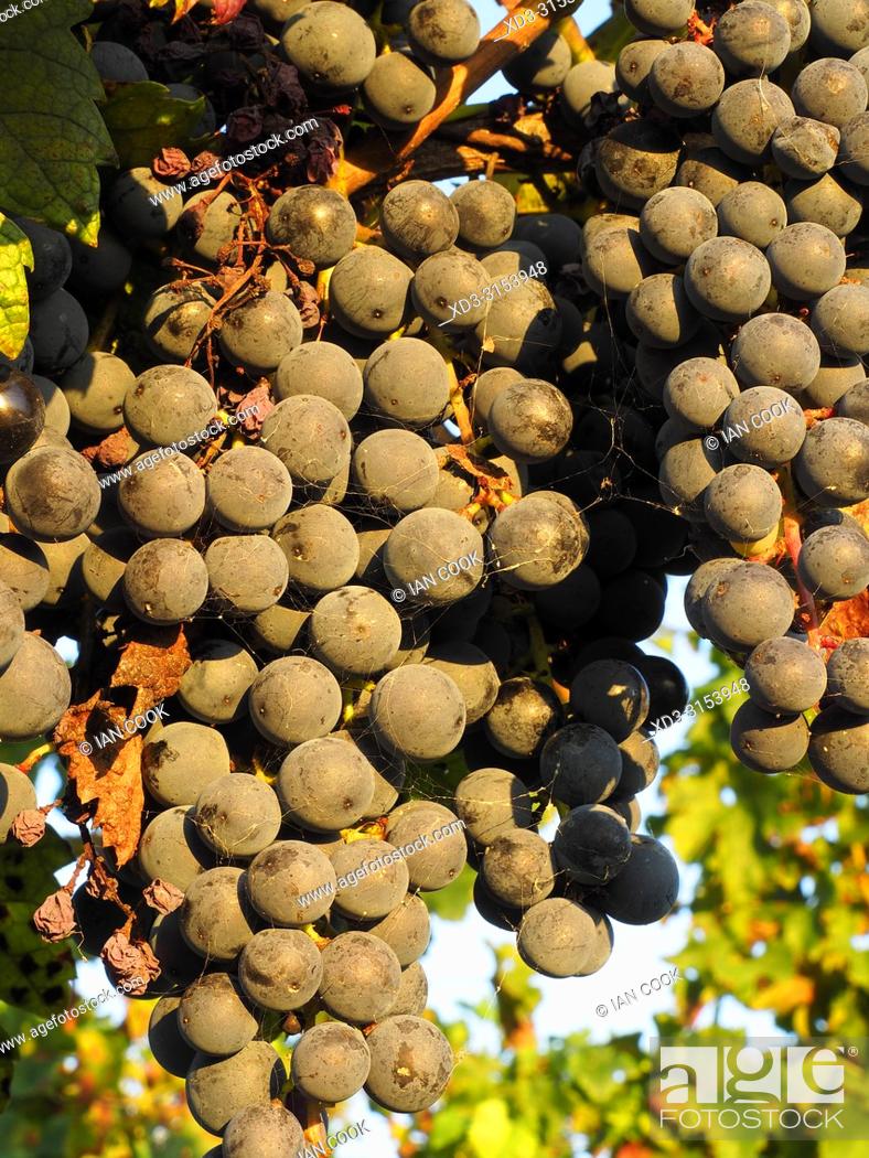 Imagen: grapes ready to harvest in a vineyard near Monbazillac, Dordogne Department, Nouvelle-Aquitaine, France.