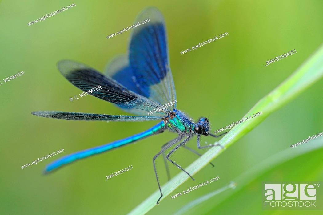 Stock Photo: banded blackwings, banded agrion, banded demoiselle (Calopteryx splendens, Agrion splendens), male on a blade of gras, Germany, North Rhine-Westphalia.