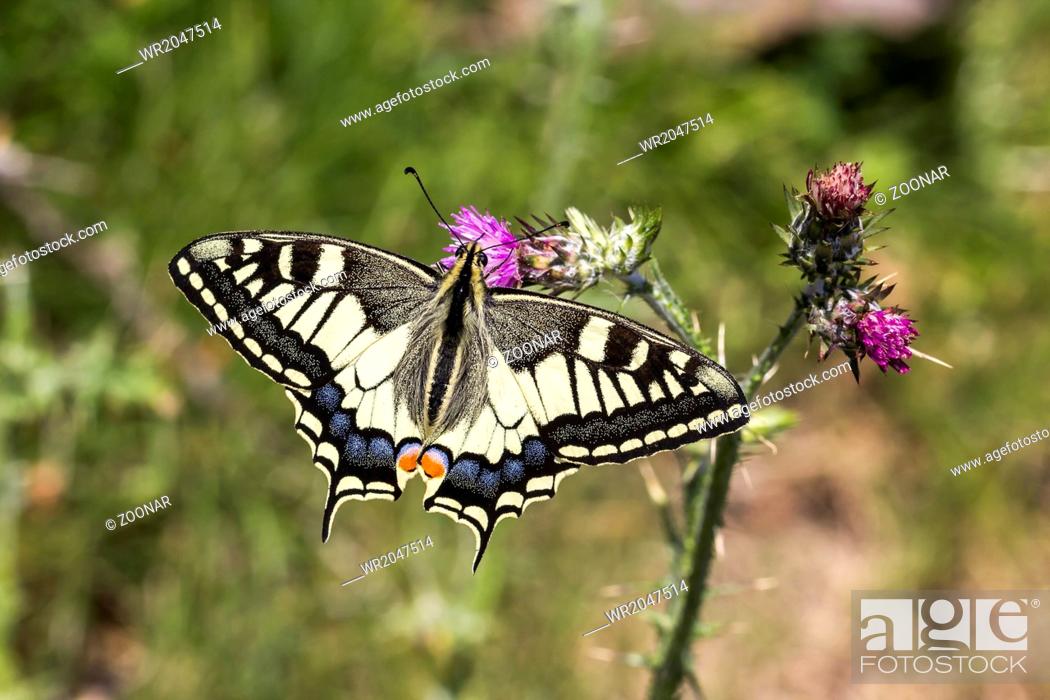 Stock Photo: Papilio machaon, European Swallowtail from Italy.