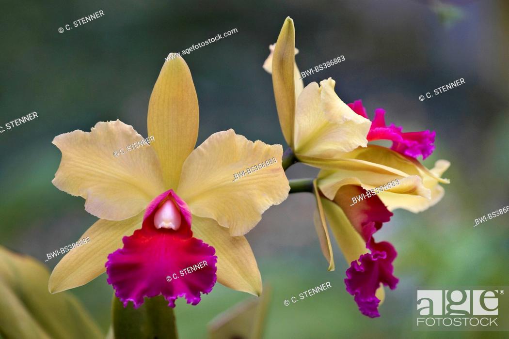 Stock Photo: Cattleya orchid (Cattleya Belle O'Bronze x Cattleya Amberglow var. Magnificense), flower.
