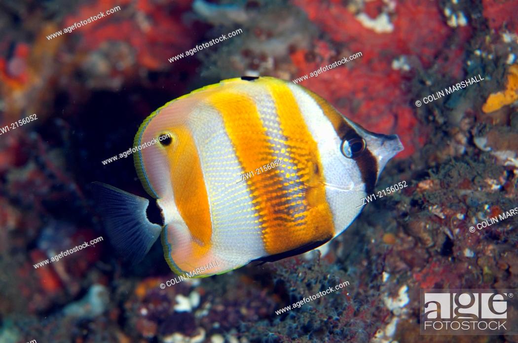 Stock Photo: Orange-banded Coralfish (Coradion chrysozonus) at Malawi Wreck dive site in Lembeh Straits in Sulawesi in Indonesia.