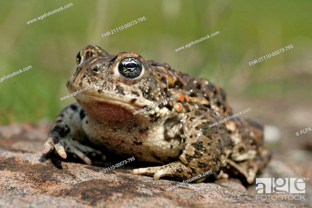 Stock Photo: Natterjack Toad Bufo calamita adult, Gibraltar Point National Nature Reserve, Lincolnshire, England.