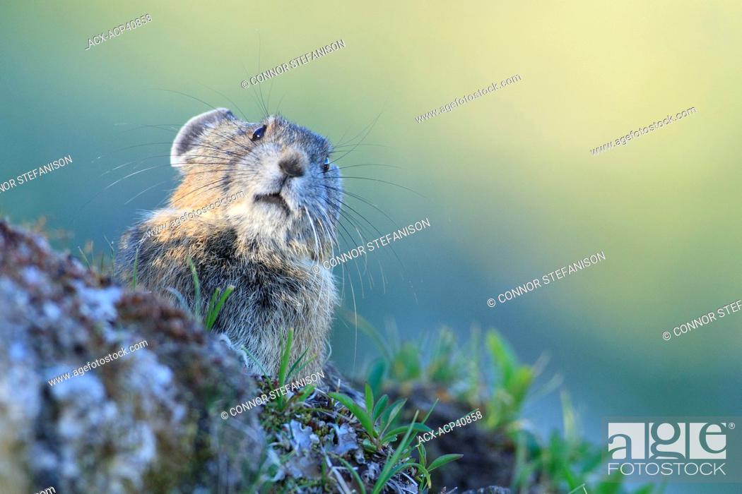 American Pika Ochotona princeps, Manning Provincial Park, British Columbia,  Canada, Stock Photo, Picture And Rights Managed Image. Pic. ACX-ACP40858 |  agefotostock