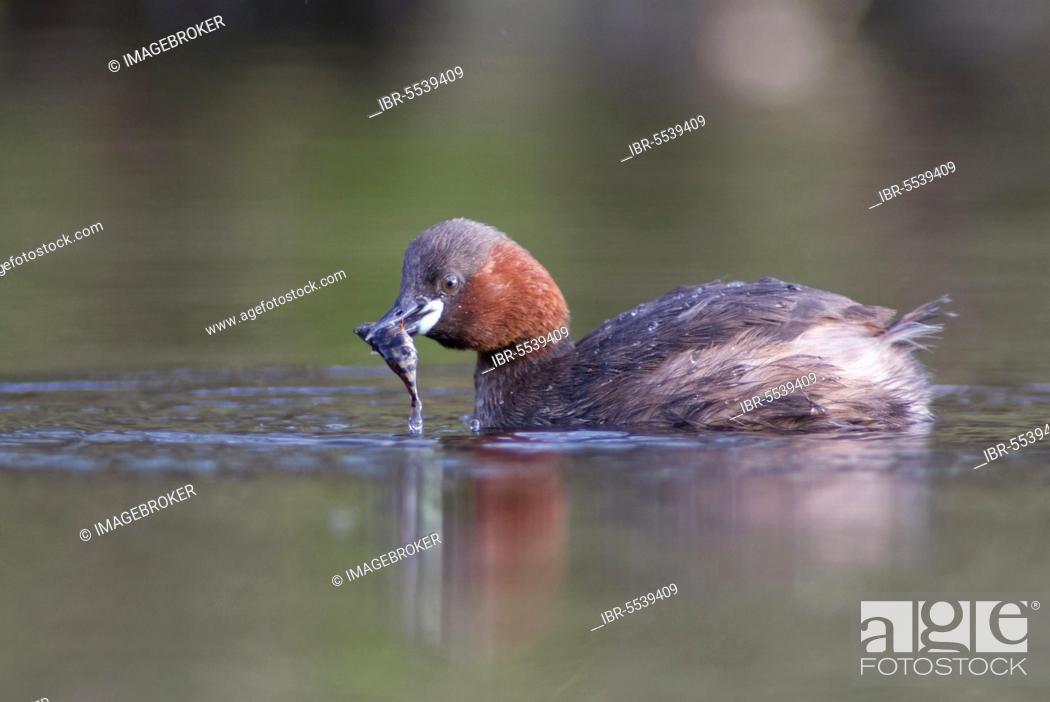 Stock Photo: Little Grebe with Stickleback.