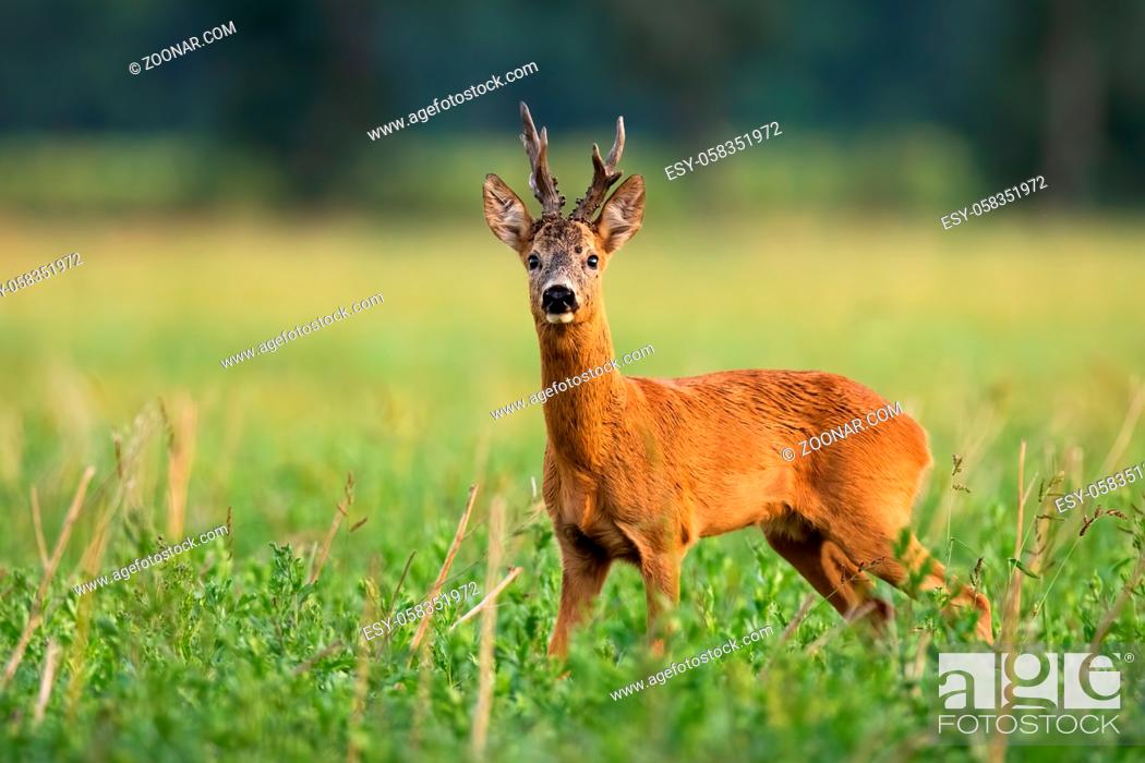 Stock Photo: Territorial roe deer, capreolus capreolus, buck looking into camera on green field in summer nature. Alert male mammal with massive antlers from low angle view.