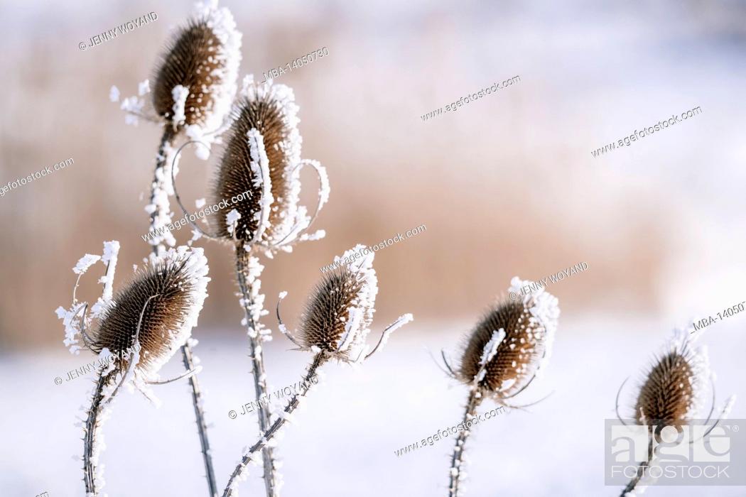 Stock Photo: shrub, snow, germany, winter.