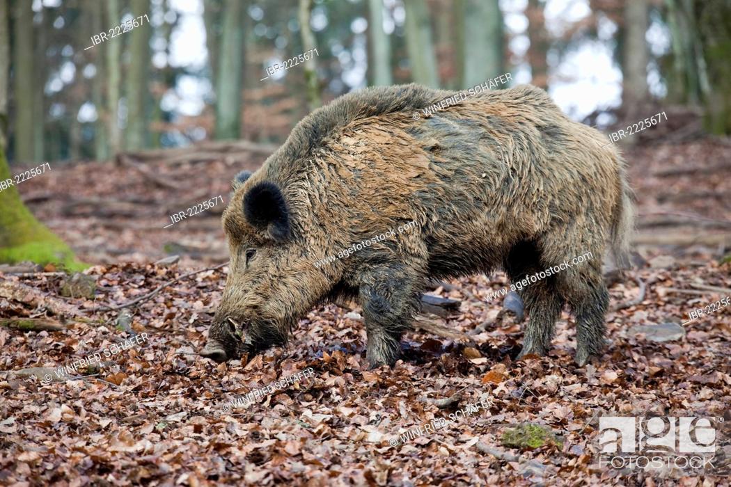Wild boar (Sus scrofa), boar, male, Wildpark Vulkaneifel wildlife park,  Rhineland-Palatinate, Stock Photo, Picture And Rights Managed Image. Pic.  IBR-2225671 | agefotostock