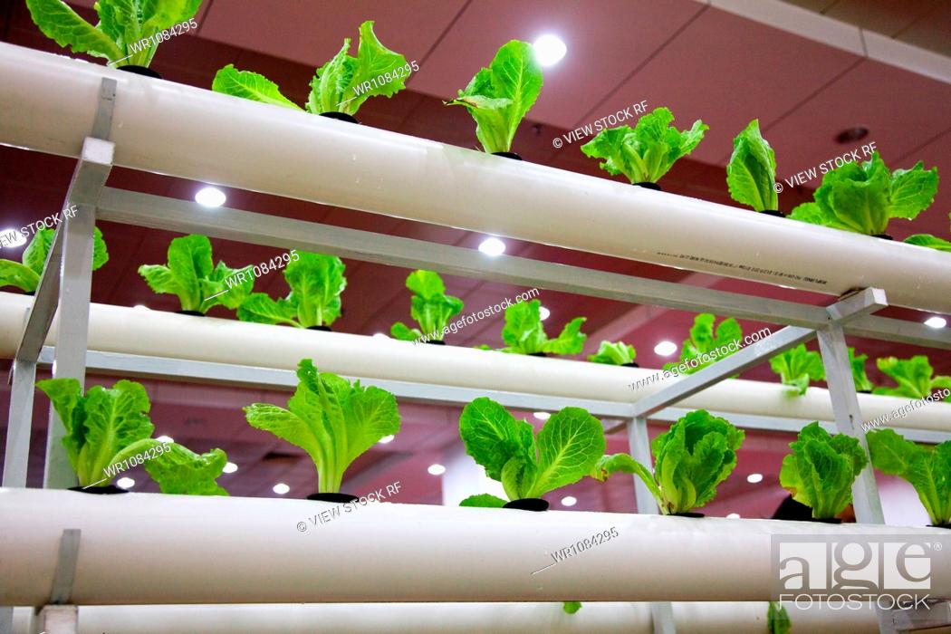 Stock Photo: No People, Close-Up, View From Below, Color Image, Horizontal, Nature, Group, Indoors, Small, State, Control, Concept, Object, Technology, Abundance, Photography, Food, Plant, Green, Leaf, Agriculture, Asia, China, People's Republic Of China, Vegetables, Freshness, Environment, Pattern, Futuristic, Science